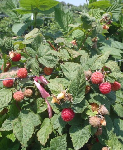 Stepp's Plants Etc. photo